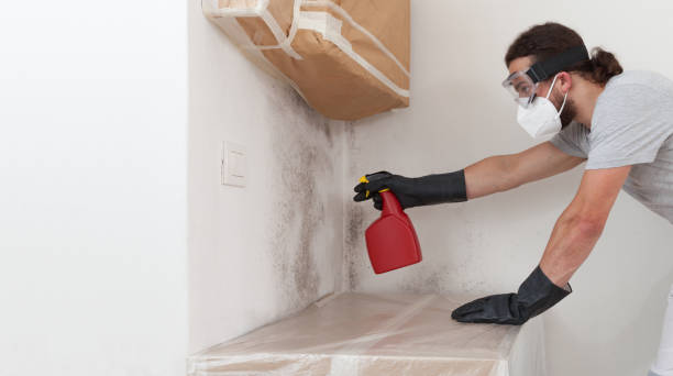 Professional Basement Mold Remediation technician working in Northport, MI
