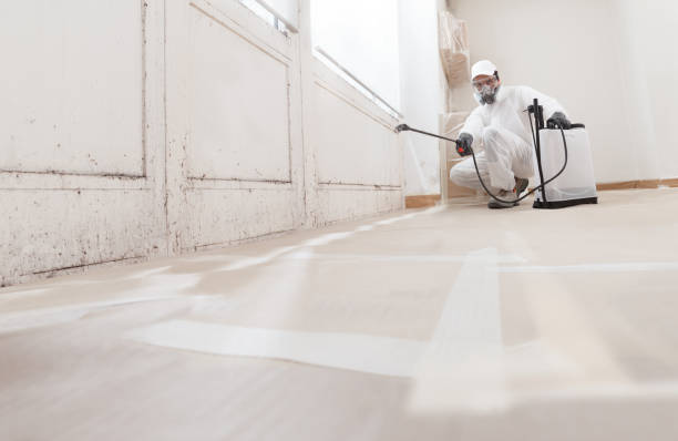 24/7 Emergency Basement Mold Remediation experts in Northport, MI
